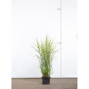 MISCANTHUS SINENSIS ZEBRINUS CLT. 10 - Miskantus Zebrinus