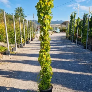 PARTHENOCISSUS TRICUSPIDATA VEITCHII CLT. 10 175/200 - Divlja loza Veitchii (parthenocissus)