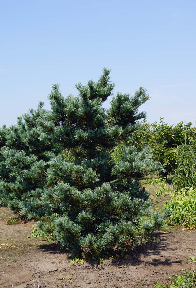 PINUS PARVIFLORA NEGISHI CLT. 18 - Bor Negishi (parviflora) - Slika 2
