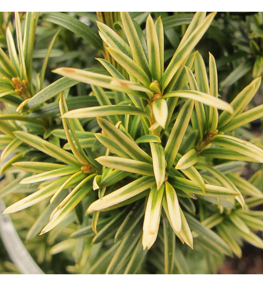 TAXUS BACCATA FASTIGIATA AUREA - Tisa Fastigiata Aurea (zlatna) - Slika 3