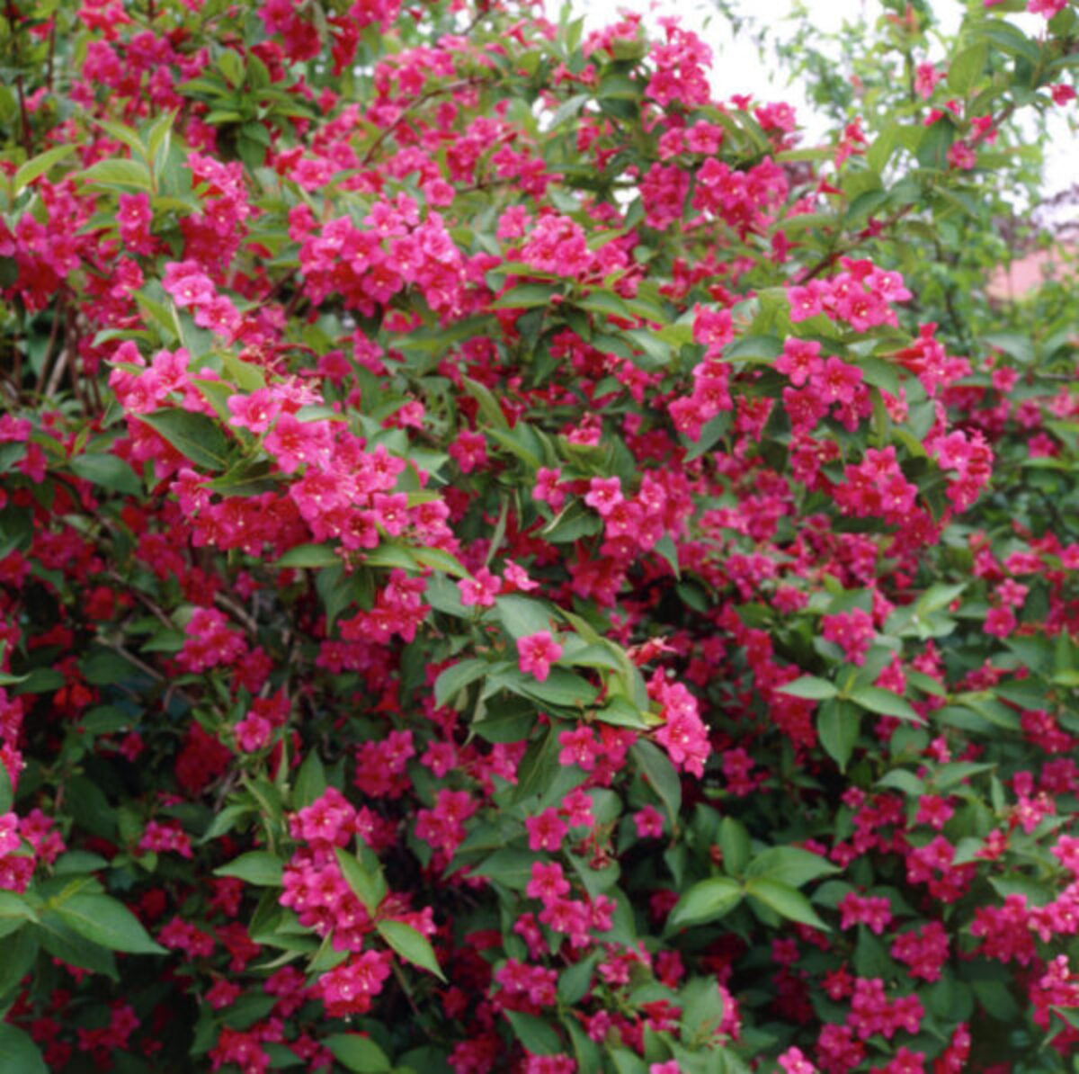 WEIGELA BRISTOL RUBY CLT. 10 - Vajgela Bristol Ruby - Slika 2