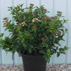 VIBURN. TINUS EVE PRICE - Viburnum Eve Price (lovorliščasti)