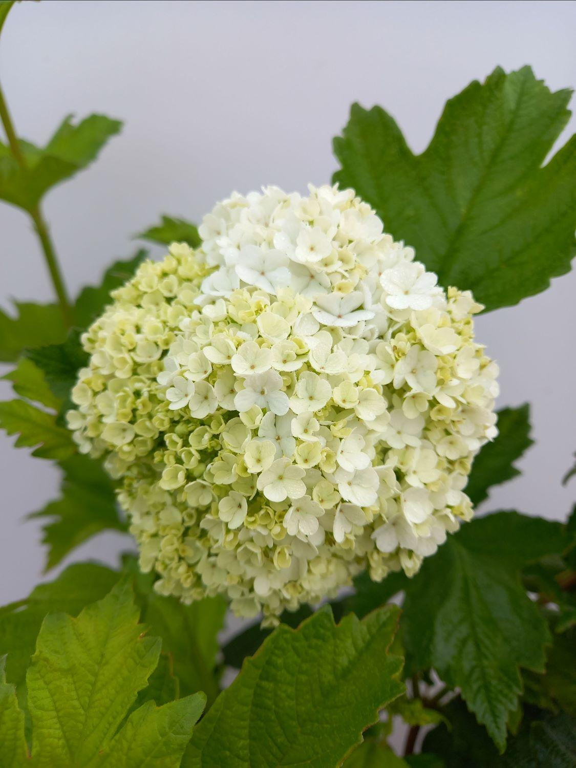 VIBURNUM OPULUS ROSEUM CLT. 10 - Udika Roseum (snezna lopta) - Slika 3
