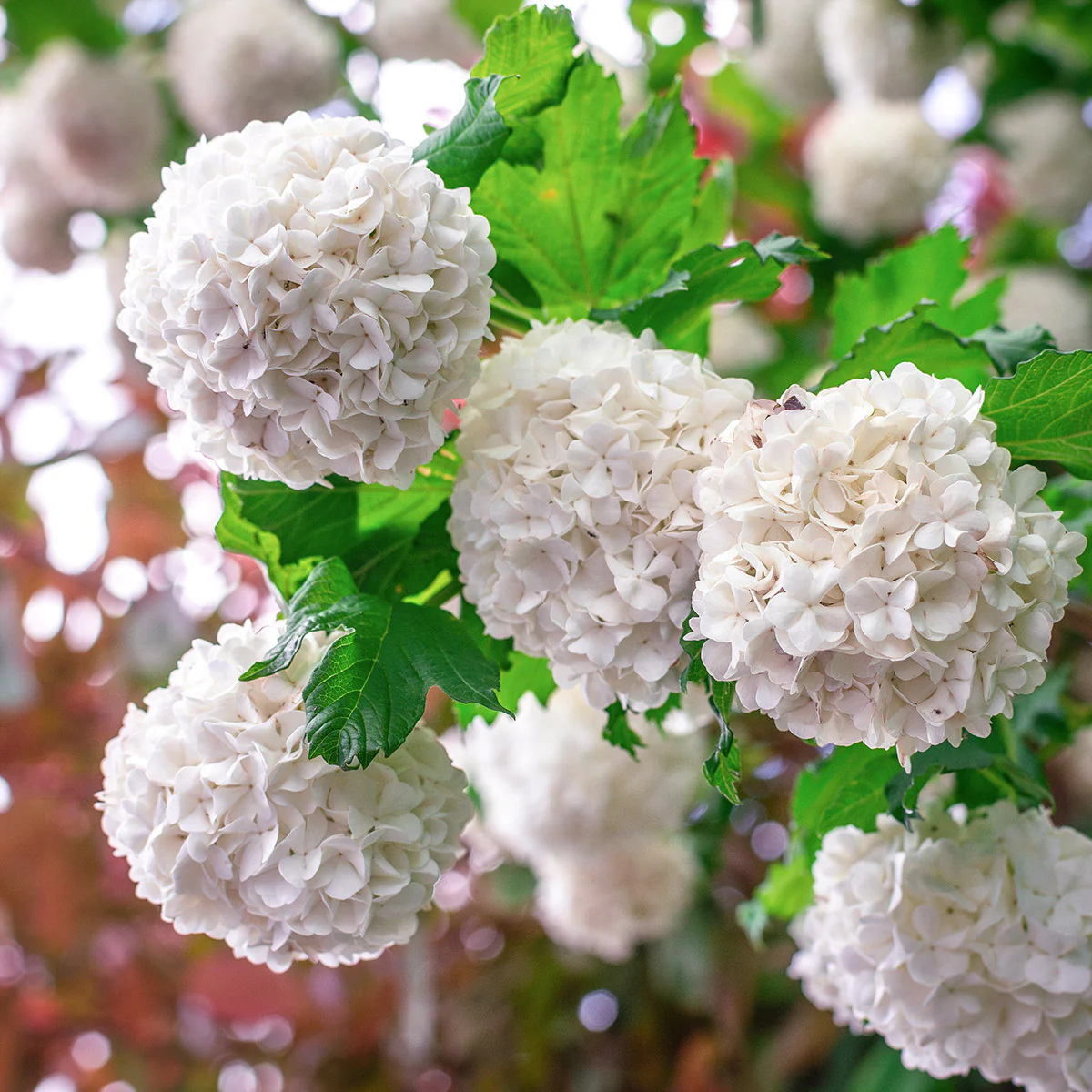 VIBURNUM OPULUS ROSEUM CLT. 10 - Udika Roseum (snezna lopta) - Slika 2