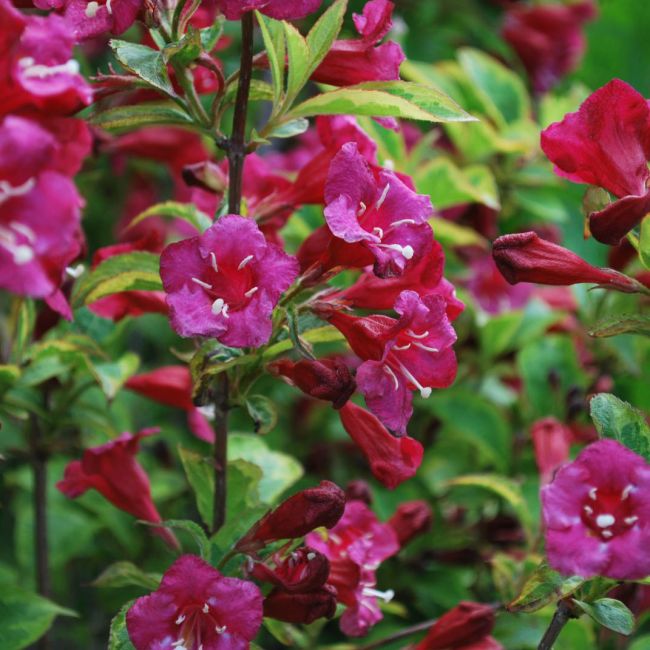 WEIGELA BRISTOL RUBY CLT. 10 - Vajgela Bristol Ruby - Slika 3