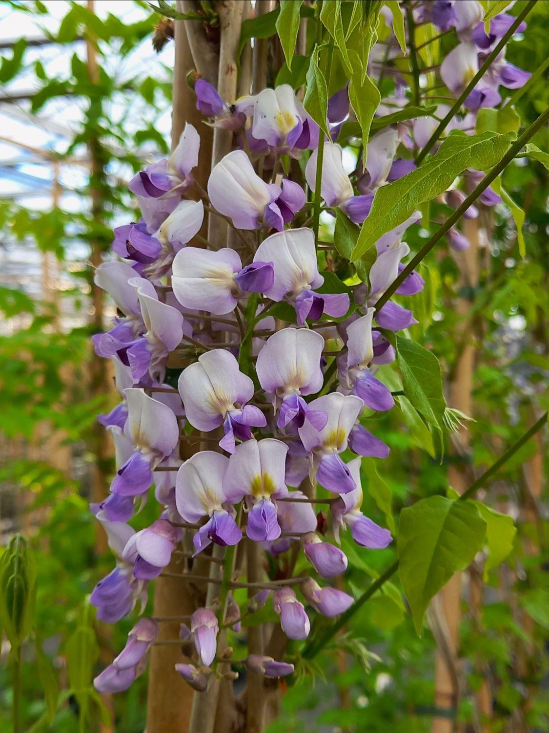 WISTERIA CHINENSIS CLT. 10 175/200 - visterija (Wisteria) kineska - Slika 2