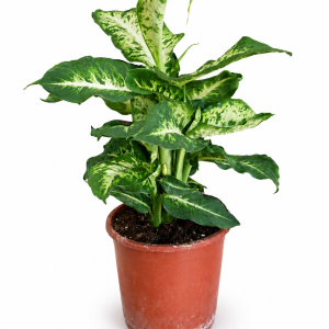 DIFENBAHIJA 17 (DIEFFENBACHIA) - ŠARENI LIST