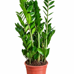 ZAMIJA 21/110 (ZAMIOCULCAS ZAMIIFOLIA) - VELIKI