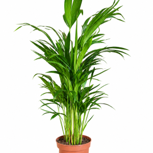 AREKA PALMA (DYPSIS LUTESCENS)