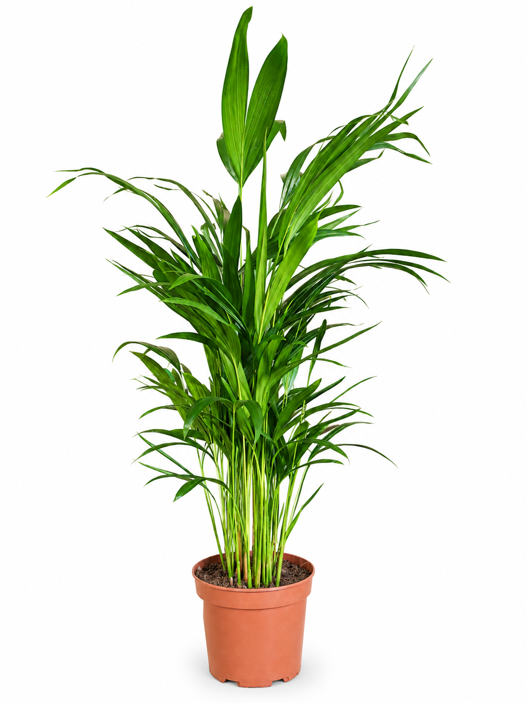 AREKA PALMA (DYPSIS LUTESCENS)