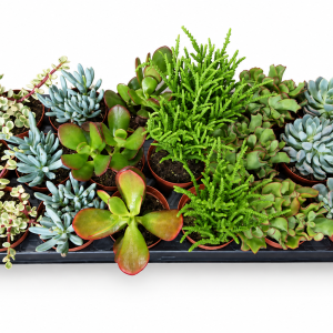 SUKULENTI MIX - MALO PAKOVANJE