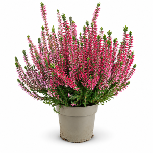 VRES DUO GARDEN GIRLS - DVE BOJE U SAKSIJI