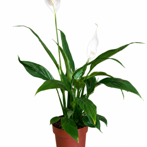 SPATIFILUM 13 (SPATHIPHYLLUM) - MIRNI LJILJAN