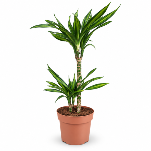DRACENA FRAGRANS 17 (DRACAENA FRAGRANS)