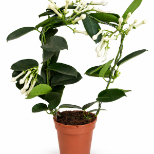 STEFANOTIS 12 (STEPHANOTIS FLORIBUNDA) - MLADIN VENAC
