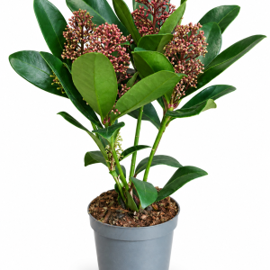 SKIMMIA JAPONICA 9 - SKIMIJA, MALA SADNICA