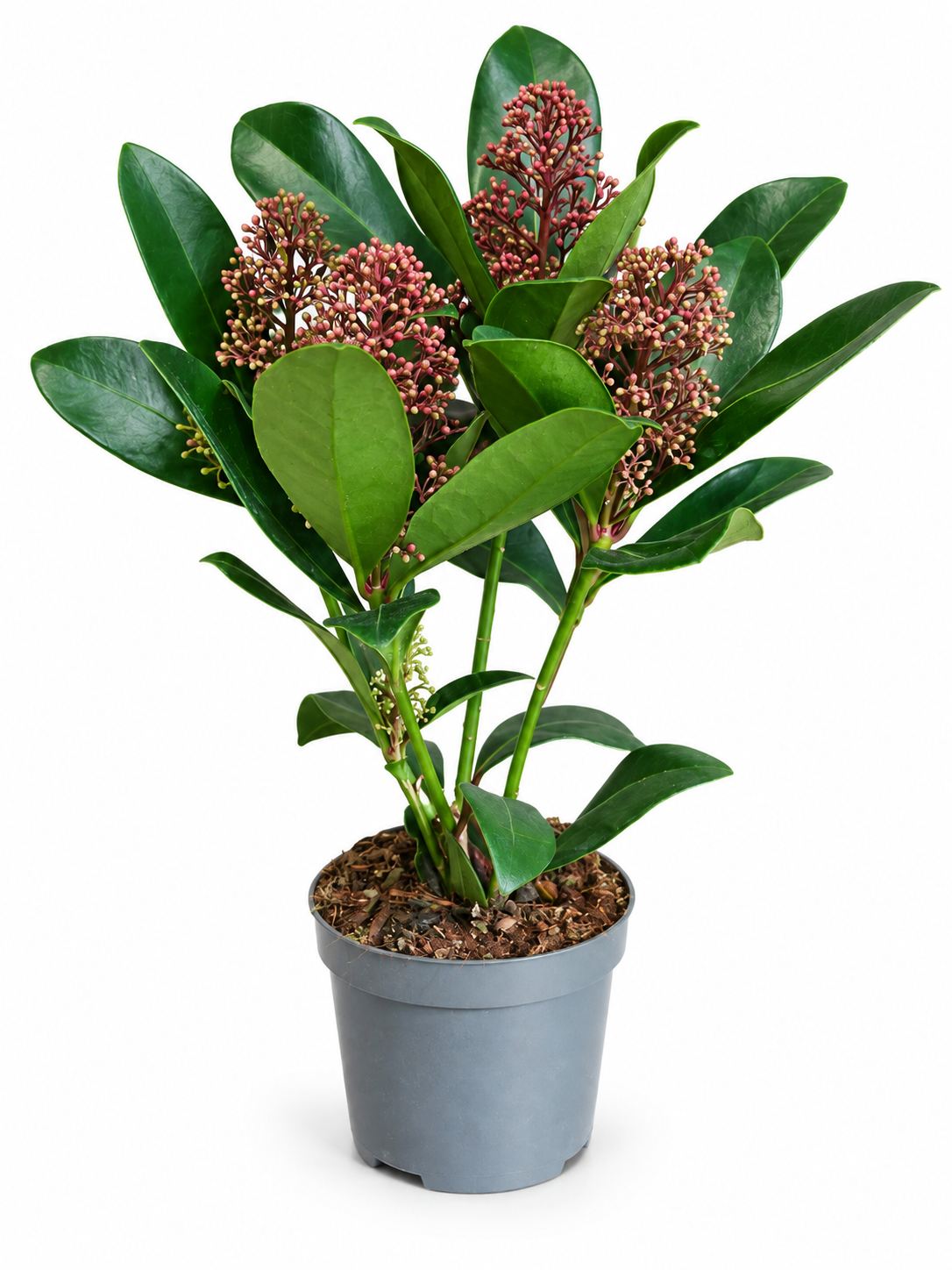 SKIMMIA JAPONICA 9 - SKIMIJA, MALA SADNICA