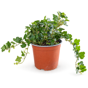 BRŠLJAN 13 (HEDERA HELIX)