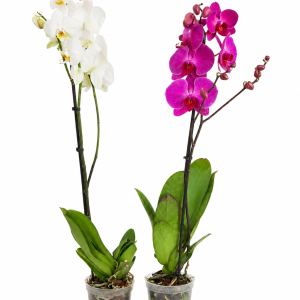 PHALAENOPSIS 2 GRANE - ORHIDEJA