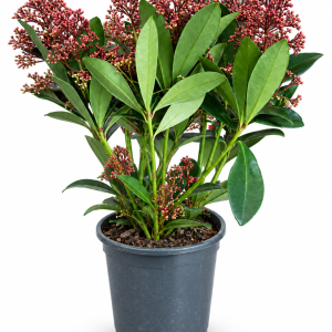 SKIMMIA JAPONICA - SKIMIJA