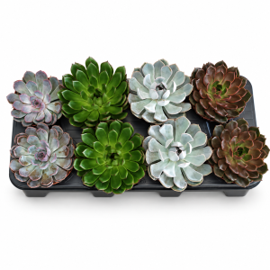 EHEVERIJA MIRANDA (ECHEVERIA MIRANDA)