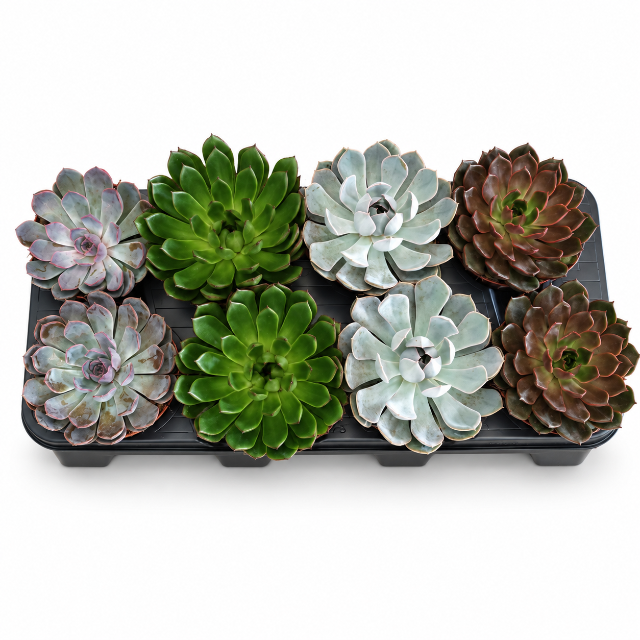 EHEVERIJA MIRANDA (ECHEVERIA MIRANDA)
