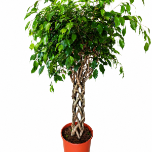 FIKUS BINNENDIJKII 32 (FICUS BINNENDIJKII ALII)
