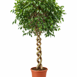 FICUS BENJAMINA 55 - VELIKI PRIMERAK