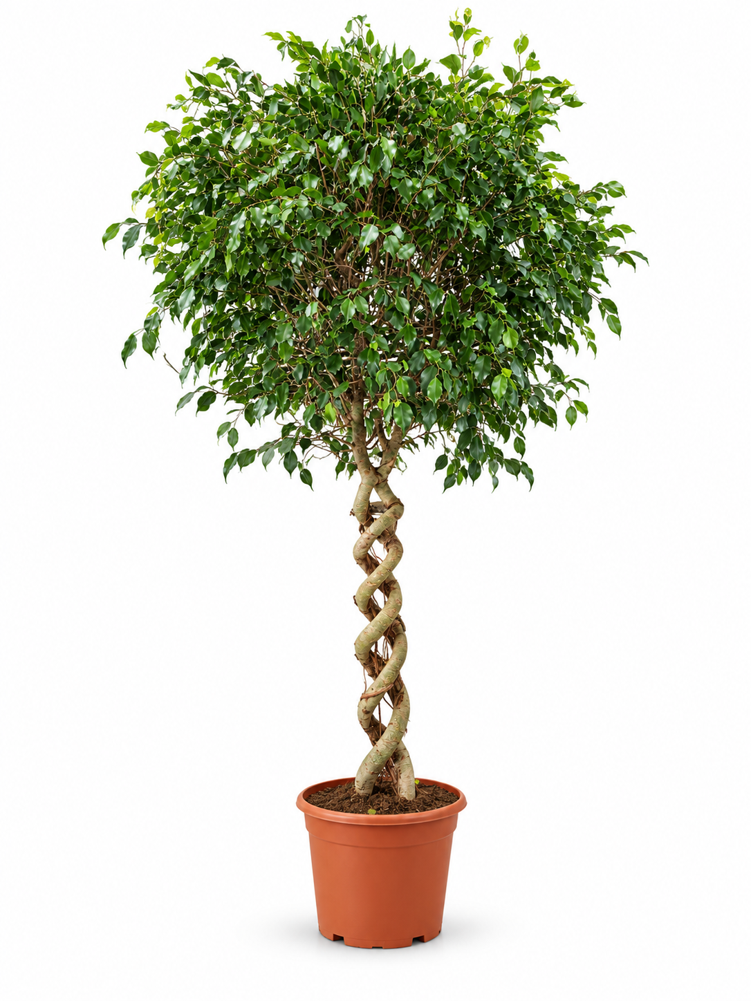 FICUS BENJAMINA 55 - VELIKI PRIMERAK