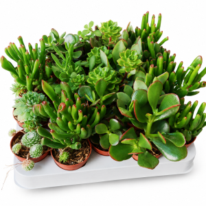 KRASULA 5.5 (CRASSULA OVATA) - DRVO NOVCA