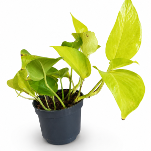 EPIPREMNUM AUREUM NEON - POTOS NEON