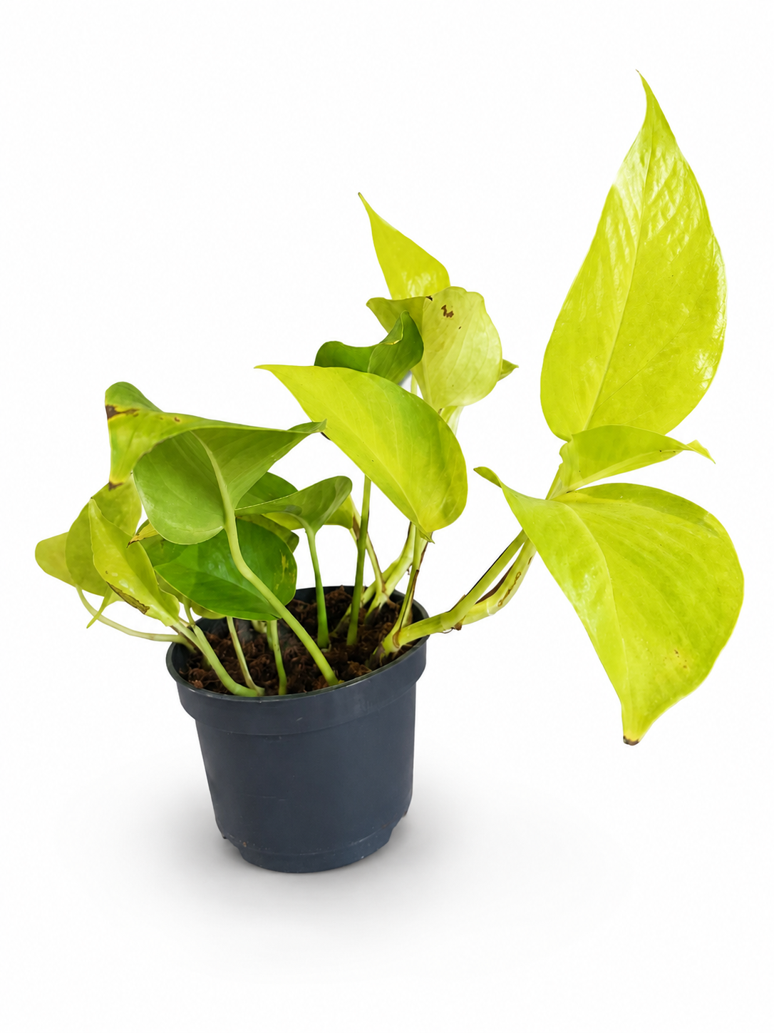 EPIPREMNUM AUREUM NEON - POTOS NEON