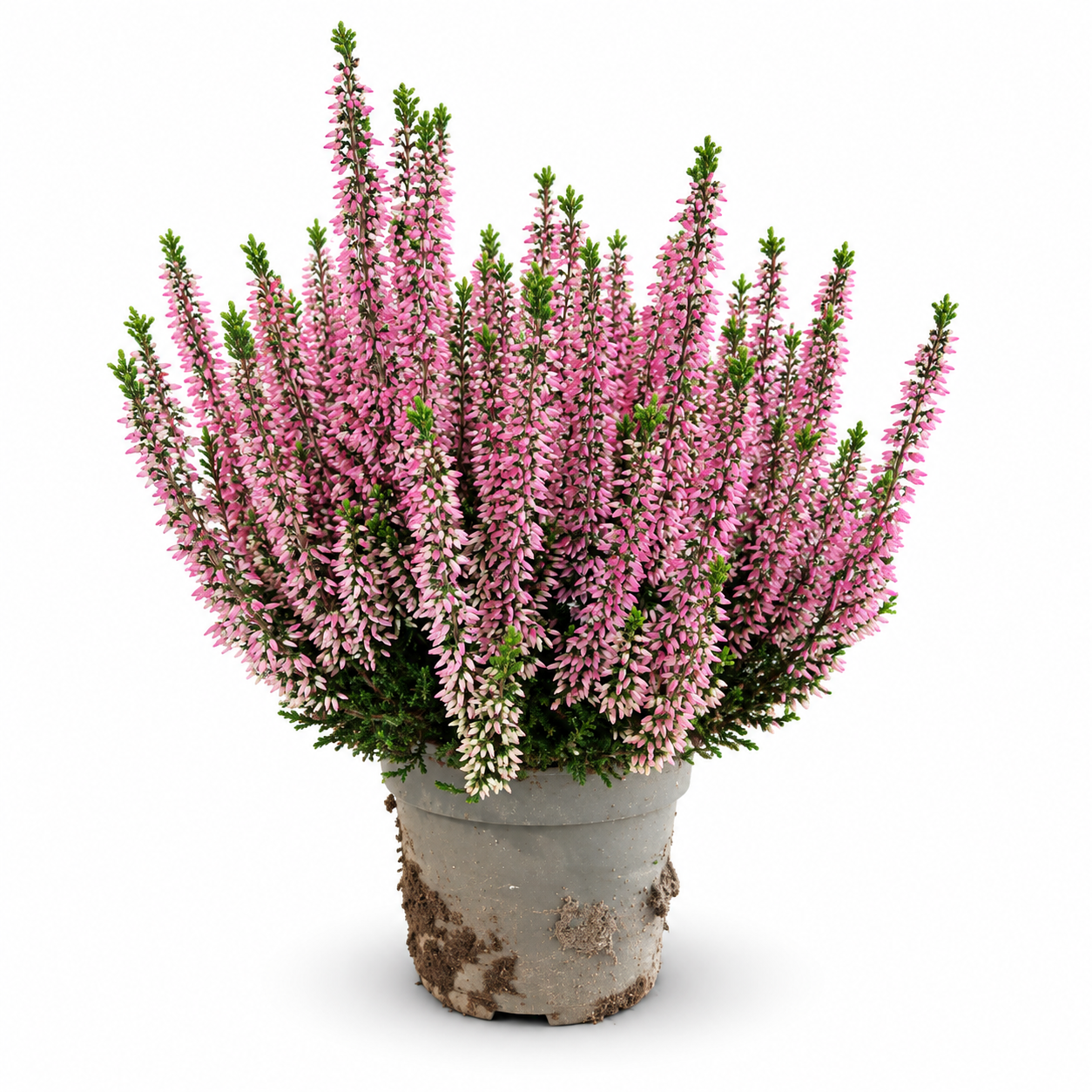 VRES CALLUNA 11 (CALLUNA VULGARIS)
