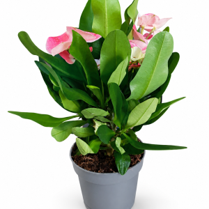 EUPHORBIA MILII CHARLOTTE - HRISTOV VENAC