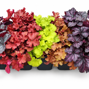 HEUCHERA 11 - HEUHERA