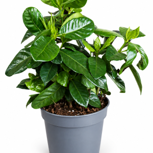 GARDENIJA (GARDENIA JASMINOIDES) 13/25