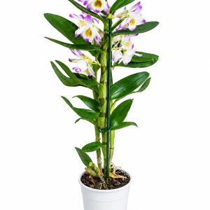 DENDROBIUM 12 - ORHIDEJA DENDROBIJUM