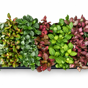 FITTONIA MIX - MOZAIK BILJKA