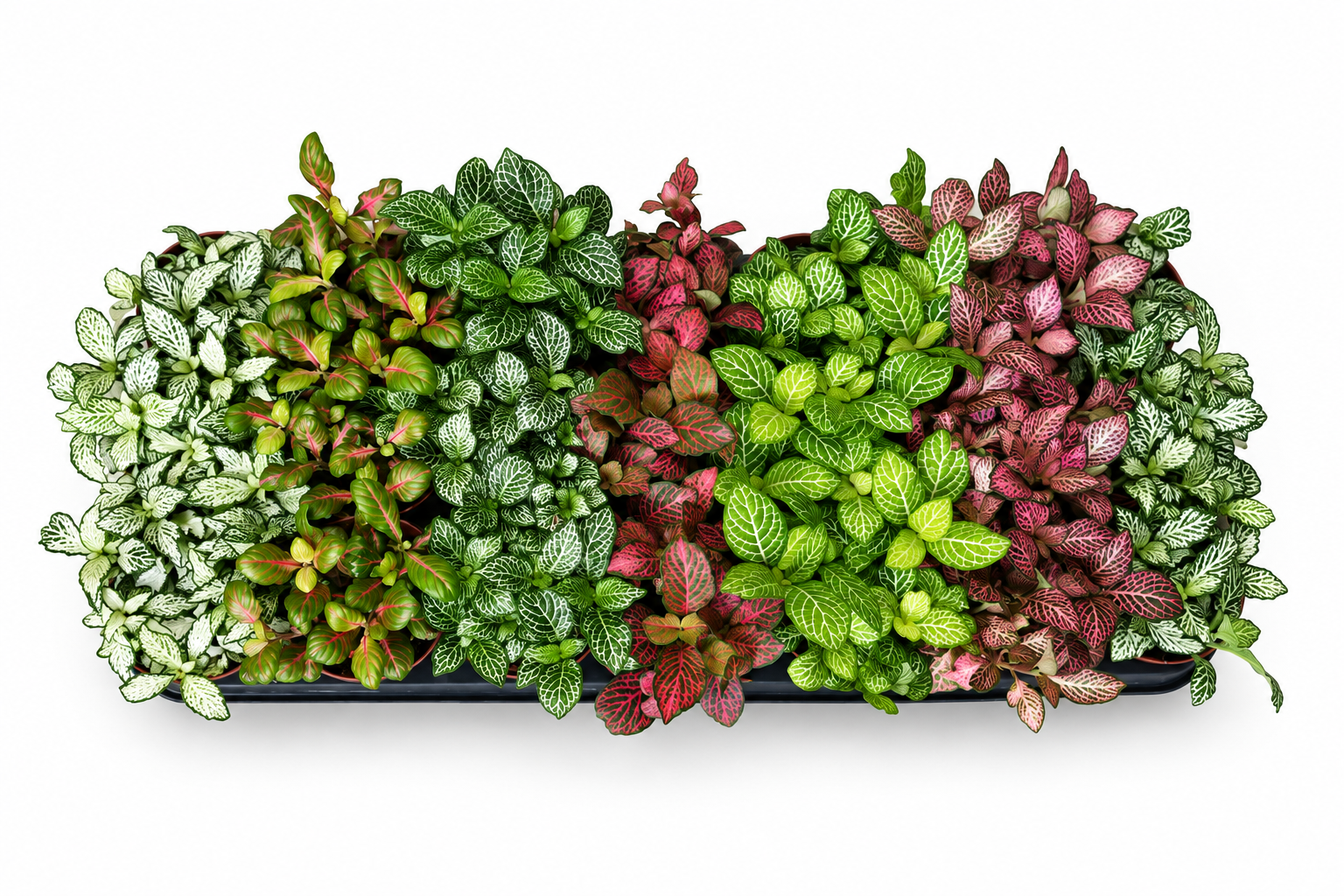 FITTONIA MIX - MOZAIK BILJKA