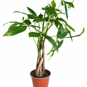 PAHIRA (PACHIRA AQUATICA) - DRVO SREĆE