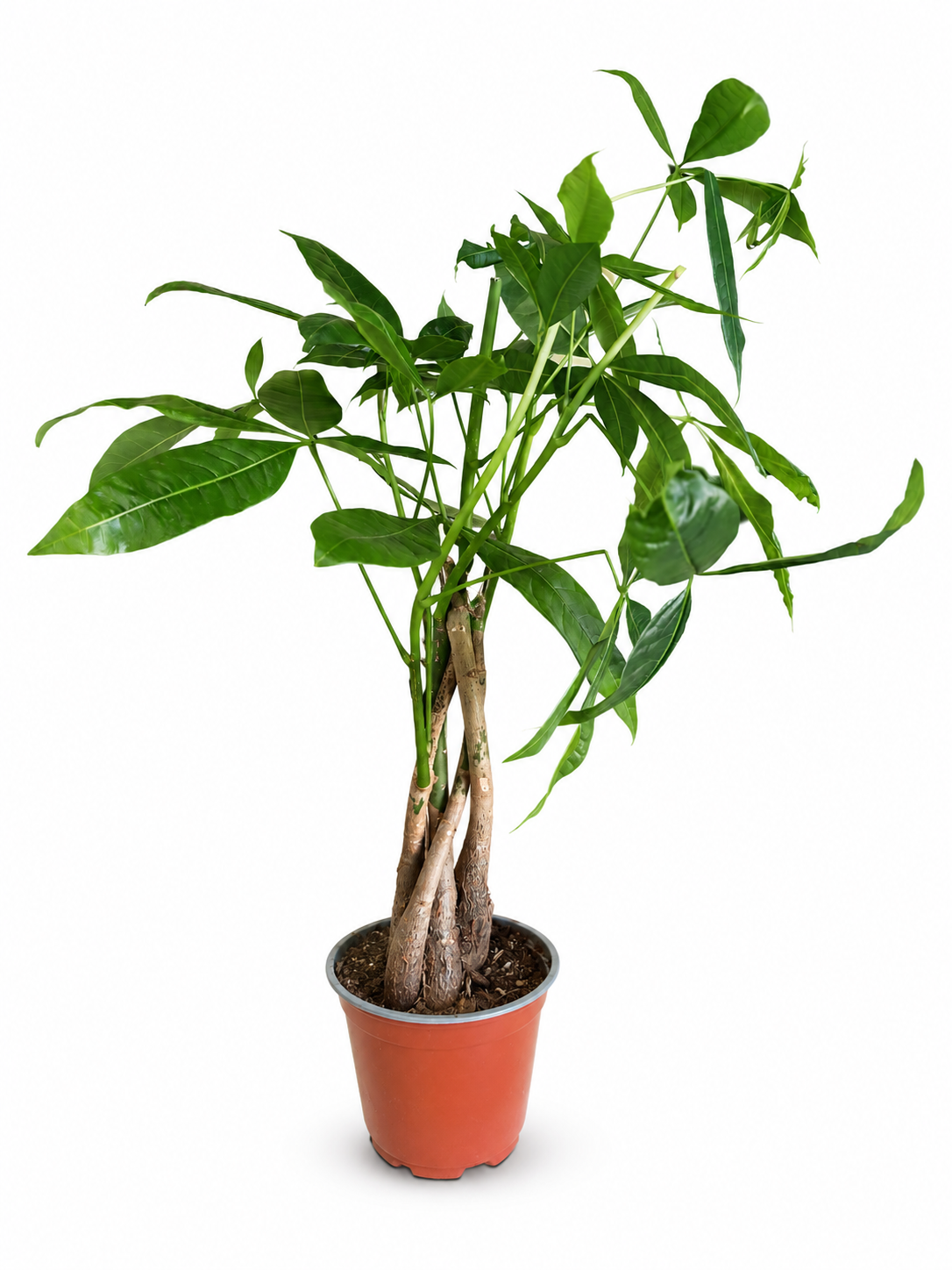 PAHIRA (PACHIRA AQUATICA) - DRVO SREĆE