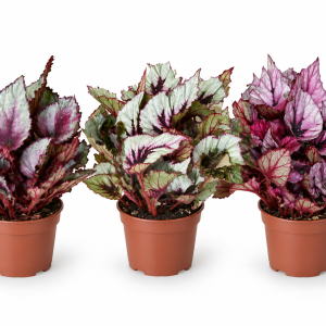 BEGONIJA REX (BEGONIA REX) - ŠARENA BEGONIJA