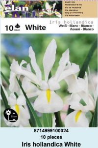 HOLANDSKA PERUNIKA WHITE - 10 lukovica