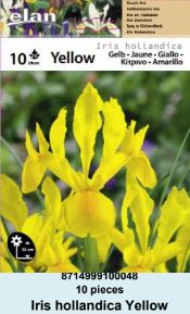 HOLANDSKA PERUNIKA YELLOW - 10 lukovica