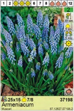 PRESLIČICA (MUSCARI) - 10 lukovica