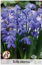 SCILA (SIBIRSKI LJILJAK) BLUE - 10 lukovica