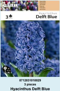 ZUMBUL DELFT BLUE - 3 lukovice