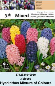 NARCIS LARGE-CUPPED MIKS BOJA - 5 lukovica