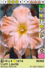 NARCIS PAPILLON ORANGERY - 5 lukovica