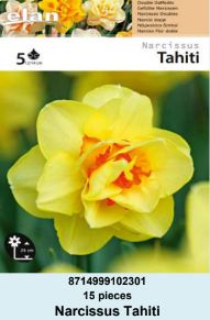 NARCIS DOUBLE TAHITI - 5 lukovica